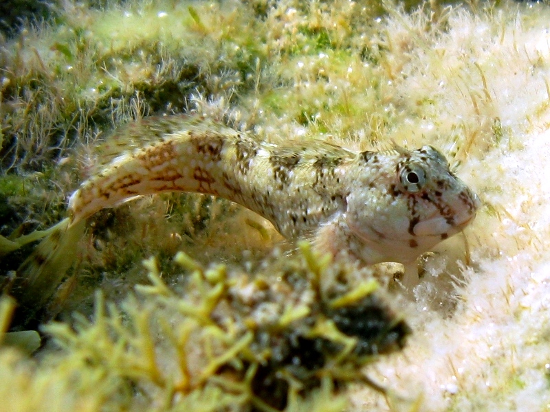 Coryphoblennius galerita (Linnaeus, 1758)